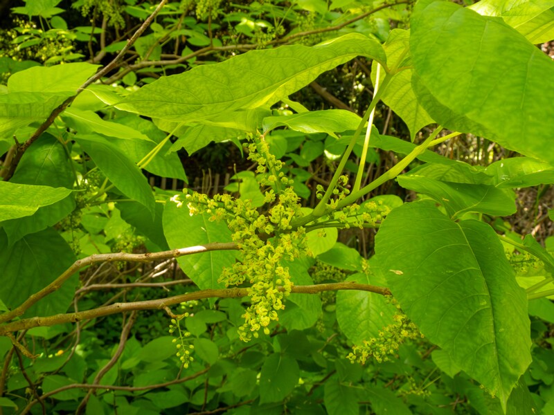 Rhus ambigua  2025-05-13 1-4