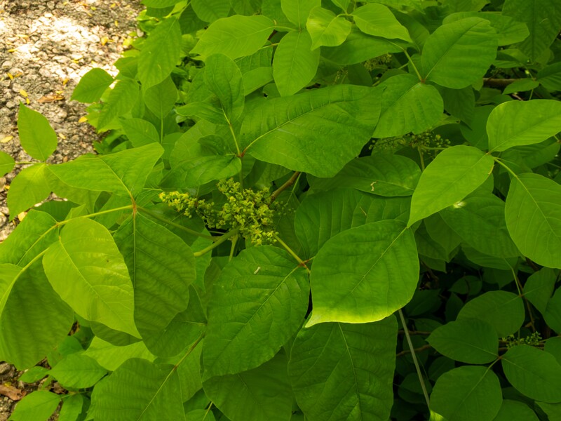 Rhus ambigua  2025-05-13 1-5