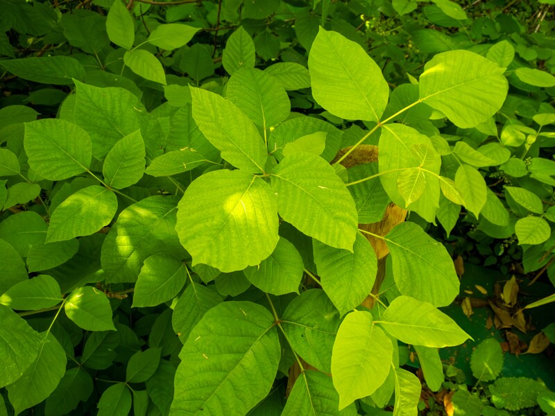 Rhus ambigua  2025-05-13 1-6