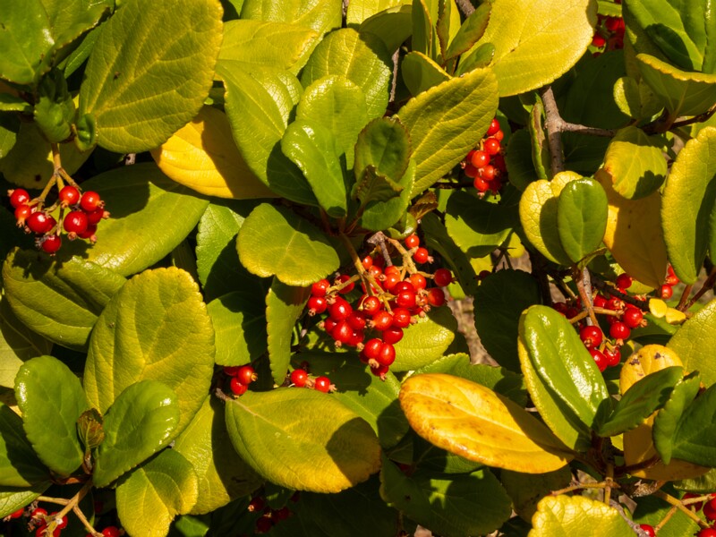 Viburnum suspensum  2025-05-13 1-1