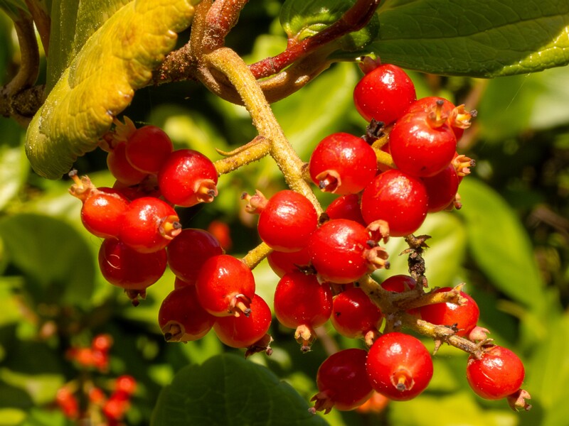 Viburnum suspensum  2025-05-13 1-2