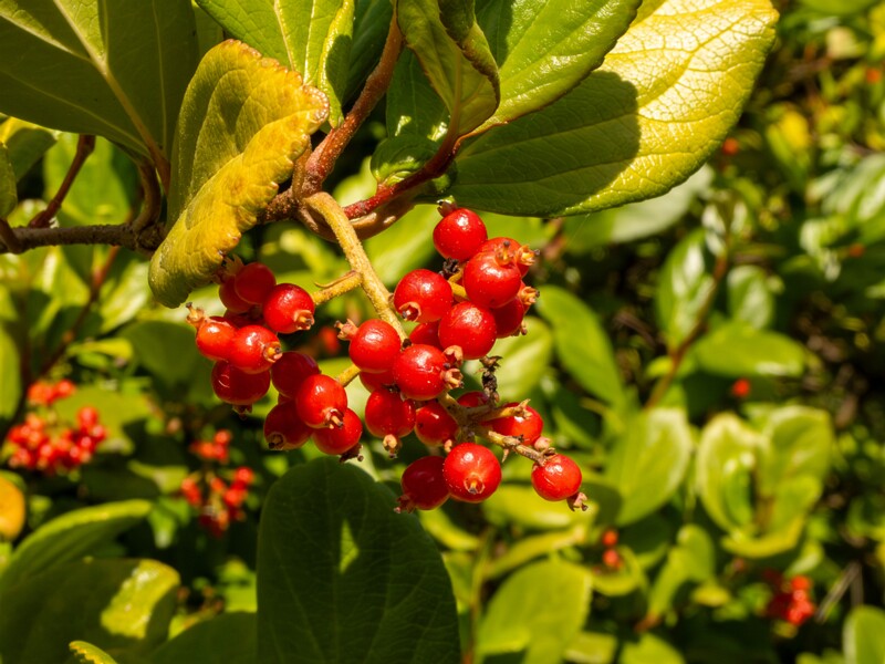 Viburnum suspensum  2025-05-13 1-3