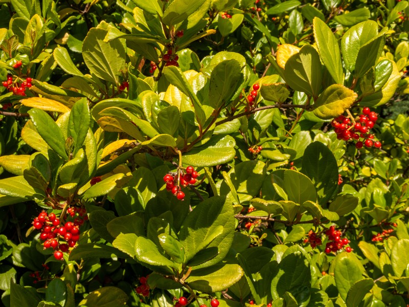 Viburnum suspensum  2025-05-13 1-4