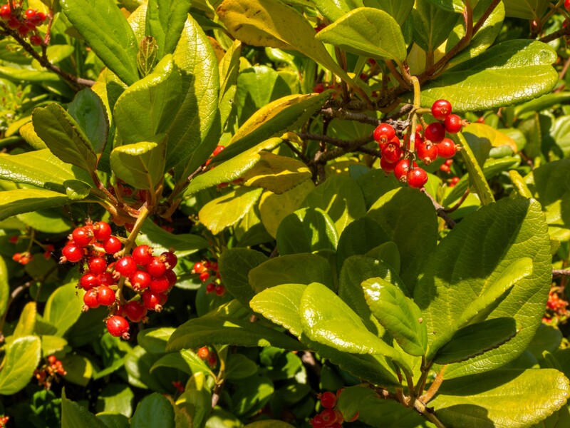 Viburnum suspensum  2025-05-13 1-5