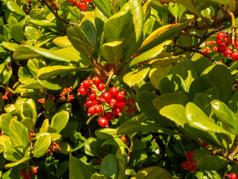 Viburnum suspensum  2025-05-13 1-6