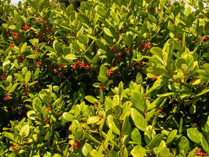 Viburnum suspensum  2025-05-13 1-7