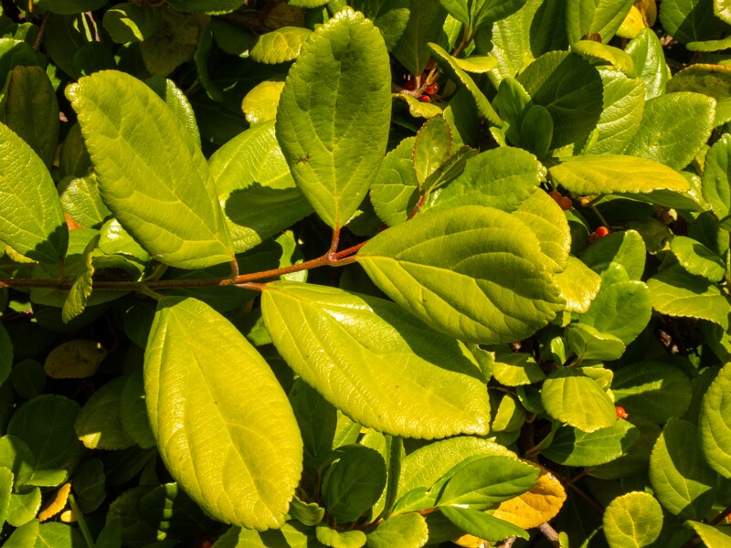 Viburnum suspensum  2025-05-13 1-8