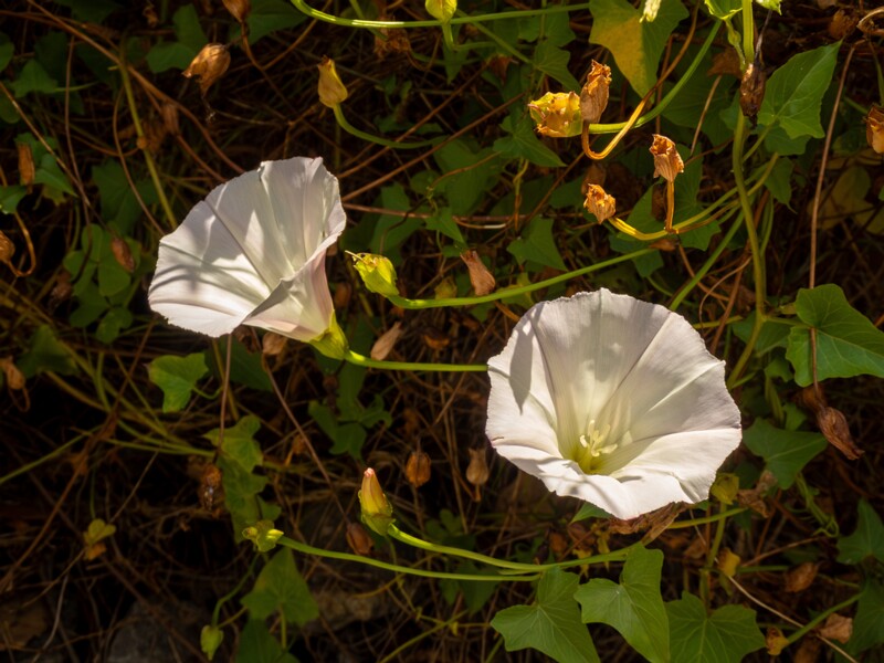 lat. Calystegia macrostegia
