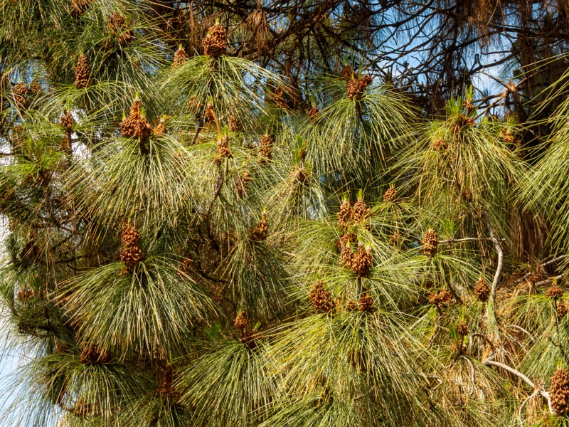 lat. Pinus canariensis