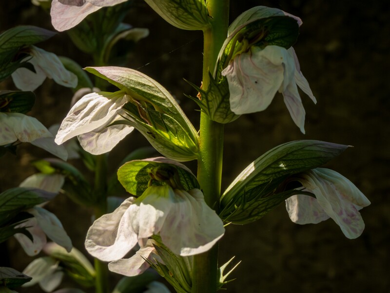 Acanthus mollis  2025-05-14 2-10