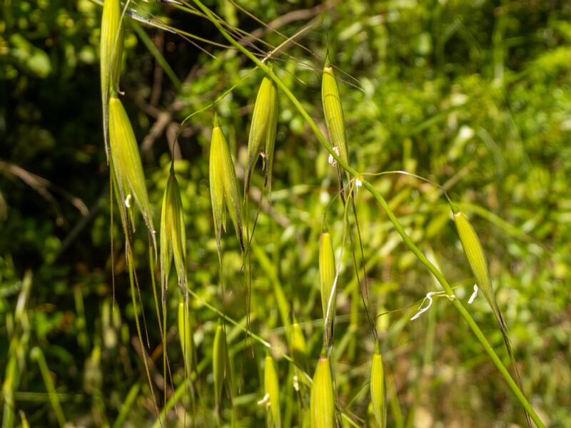 Avena sterilis  2025-05-15 1-2