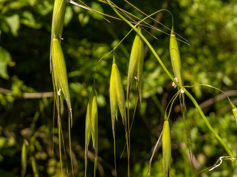 Avena sterilis  2025-05-15 1-6