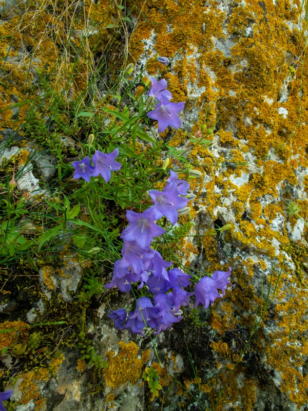 Campanula rotundifolia  2025-05-15 1-1