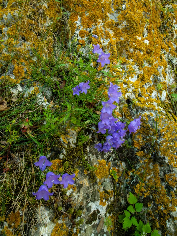 Campanula rotundifolia  2025-05-15 1-2