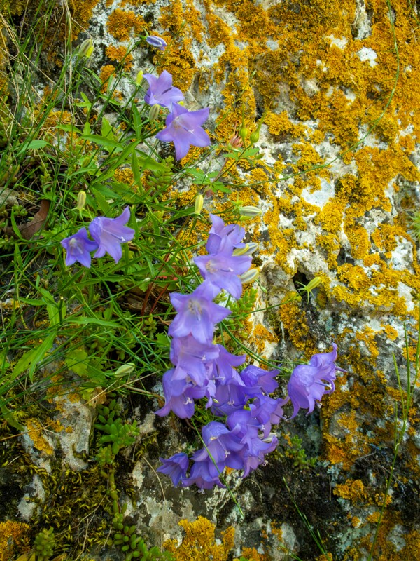 Campanula rotundifolia  2025-05-15 1-3
