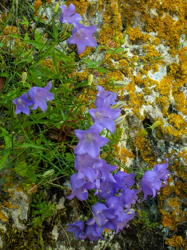 Campanula rotundifolia  2025-05-15 1-4