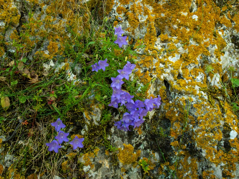 Campanula rotundifolia  2025-05-15 1-5