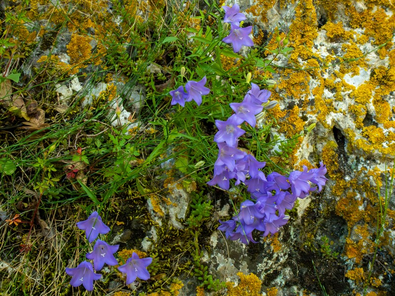 Campanula rotundifolia  2025-05-15 1-6