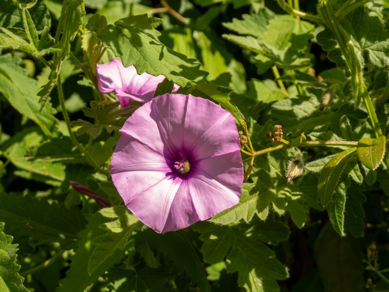 Convolvulus althaeoides  2025-05-13 1-1