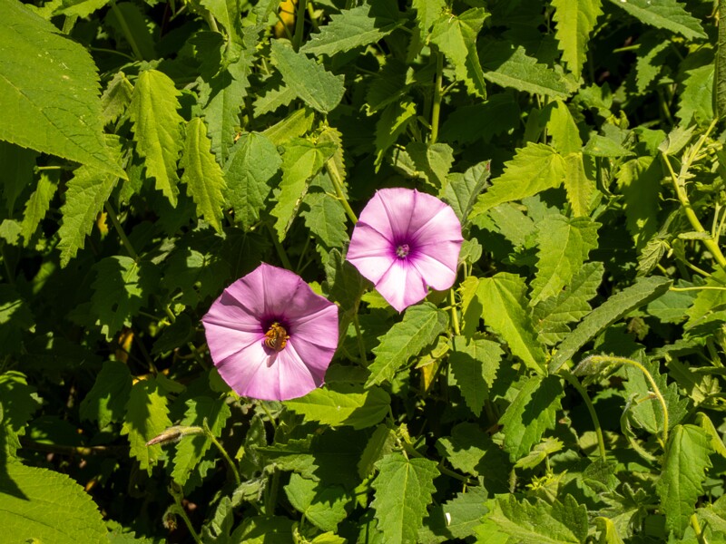 Convolvulus althaeoides  2025-05-13 1-10