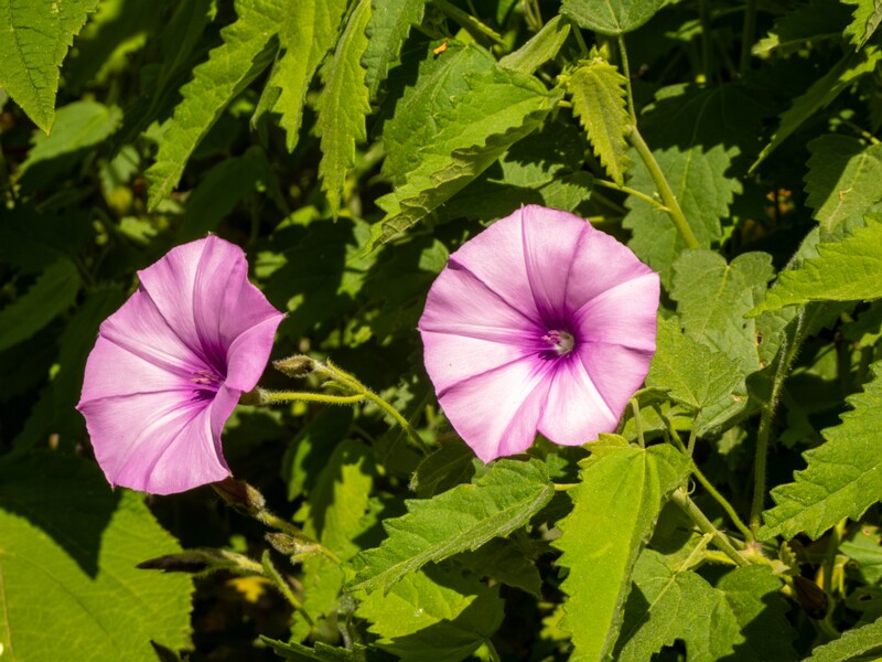 Convolvulus althaeoides  2025-05-13 1-6