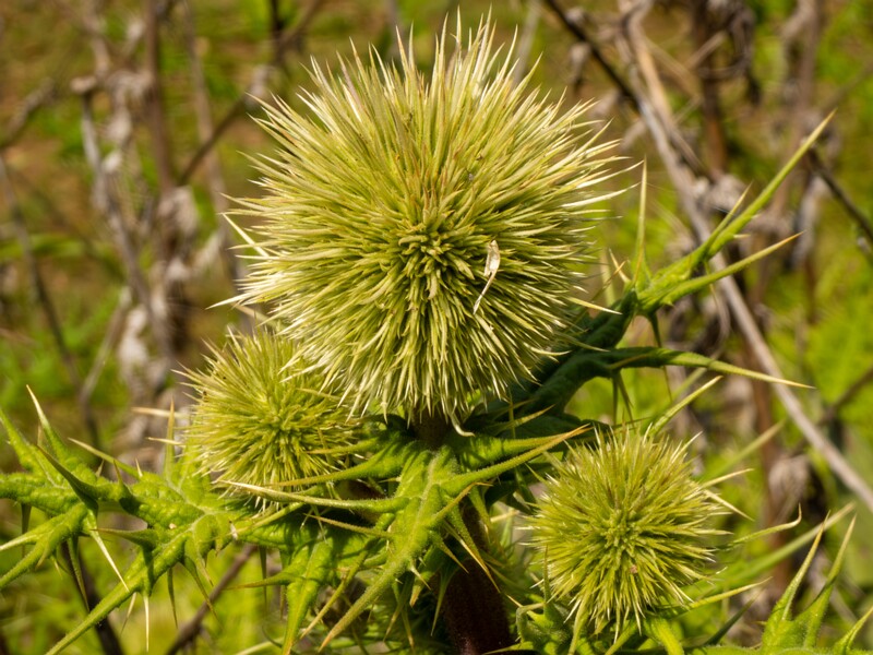 Echinops spinosissimus  2025-05-13 1-1