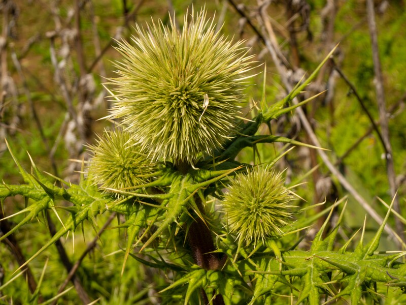Echinops spinosissimus  2025-05-13 1-2