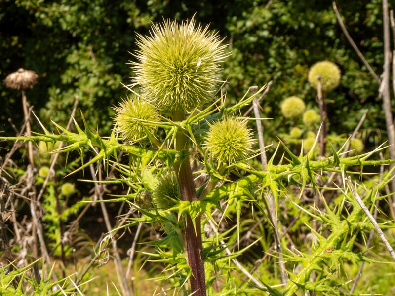 Echinops spinosissimus  2025-05-13 1-4
