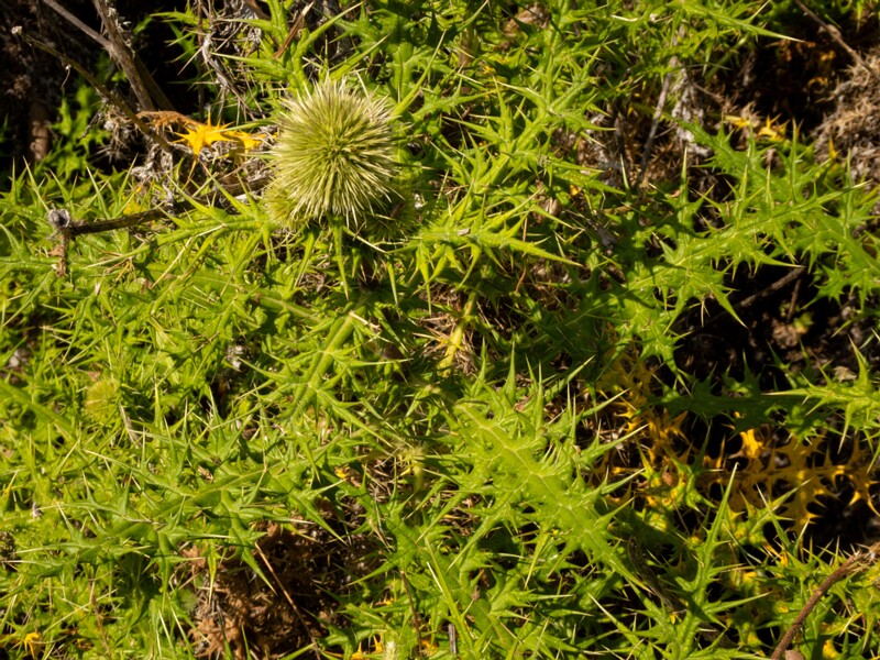 Echinops spinosissimus  2025-05-13 1-5