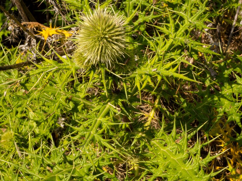Echinops spinosissimus  2025-05-13 1-6