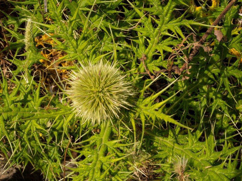 Echinops spinosissimus  2025-05-13 1-7