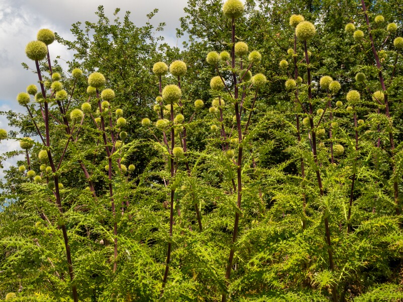 Echinops spinosissimus  2025-05-13 1-8