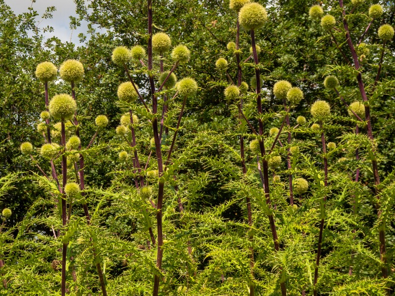 Echinops spinosissimus  2025-05-13 1-9