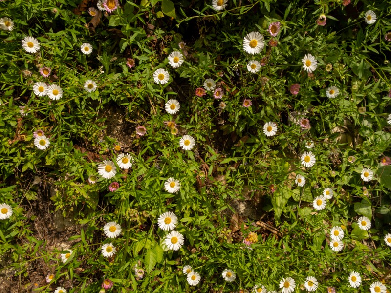 Erigeron karvinskianus  2025-05-11 1-1