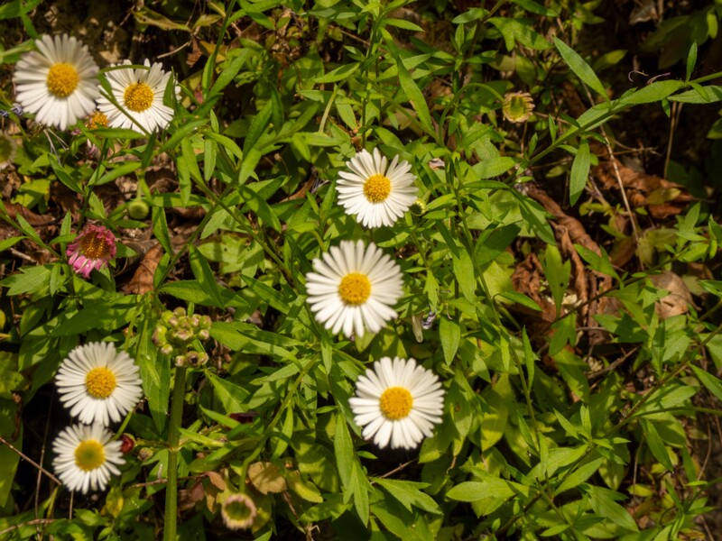Erigeron karvinskianus  2025-05-11 1-2