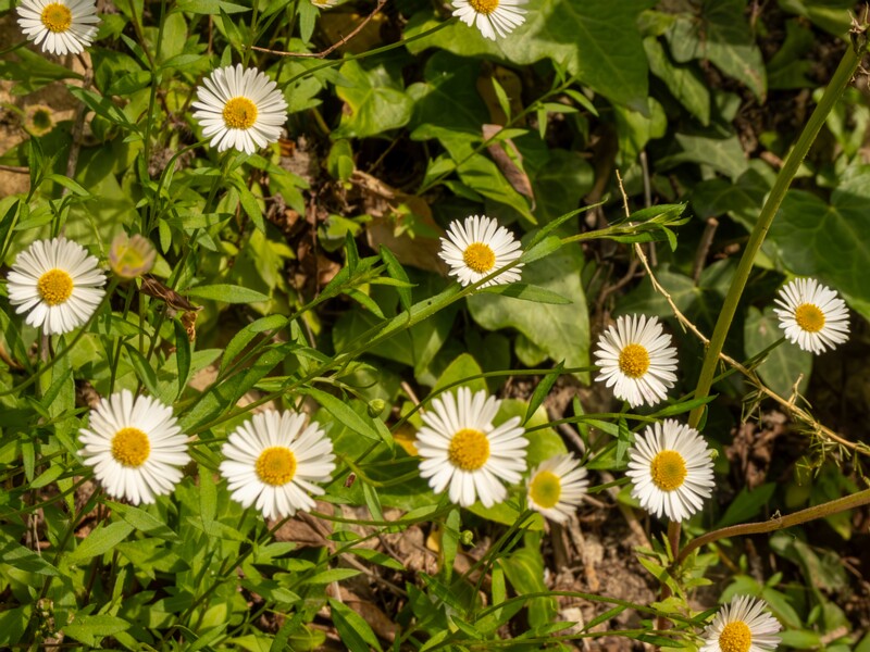 Erigeron karvinskianus  2025-05-11 1-3