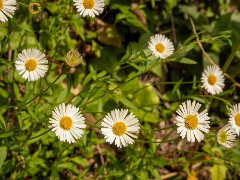 Erigeron karvinskianus  2025-05-11 1-6