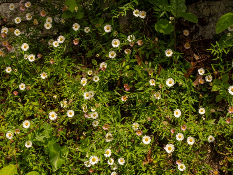 Erigeron karvinskianus  2025-05-11 1-7