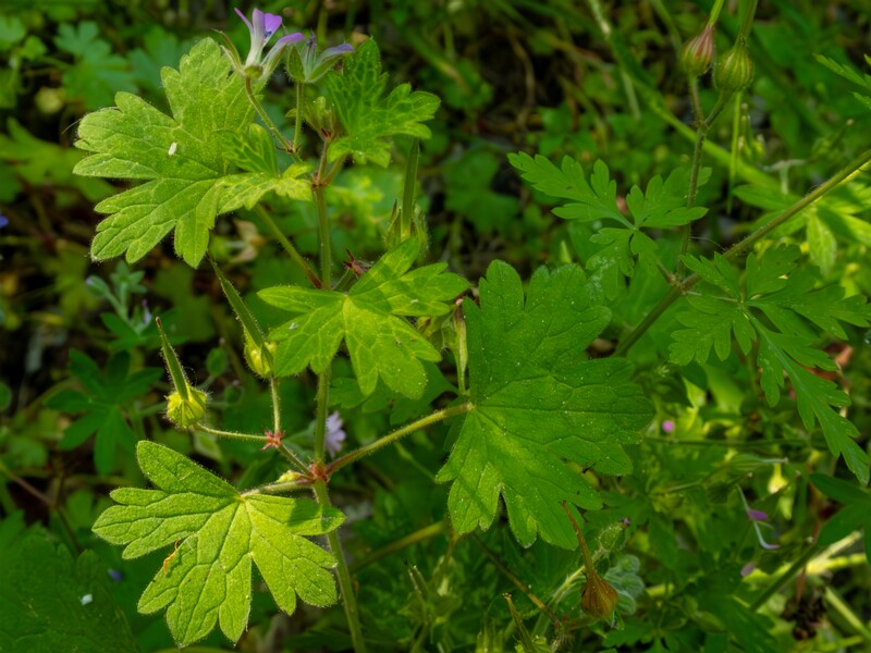Geranium lucidum  2025-05-15 1-10