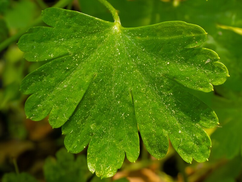 Geranium lucidum  2025-05-15 1-8