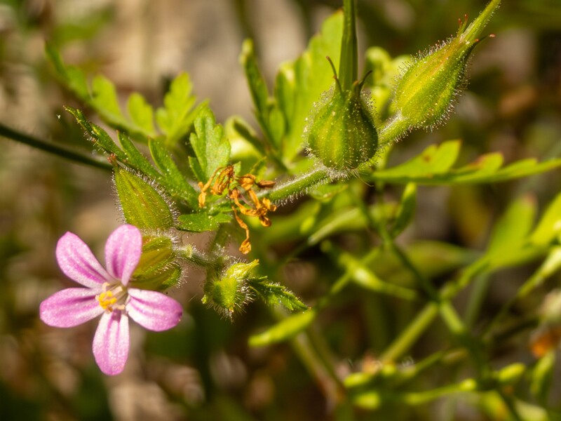 Geranium purpureum  2025-05-15 1-1