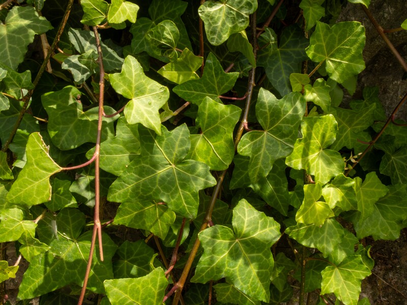 Hedera helix  2025-05-11 1-4