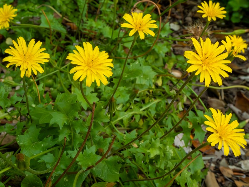 Hyoseris radiata  2025-05-14 1-1