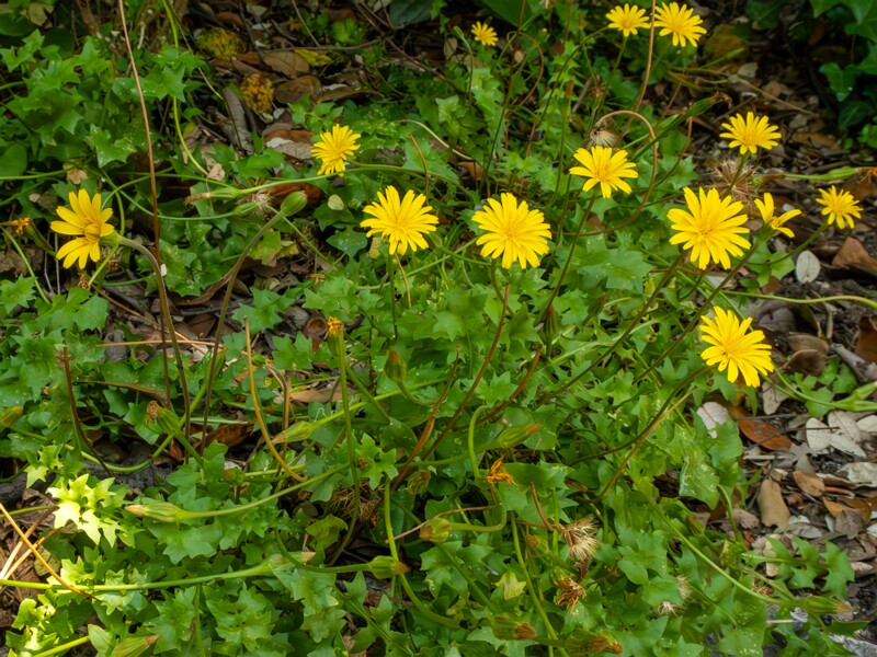 Hyoseris radiata  2025-05-14 1-13