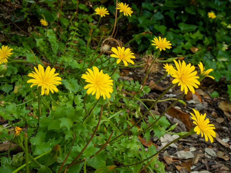 Hyoseris radiata  2025-05-14 1-2