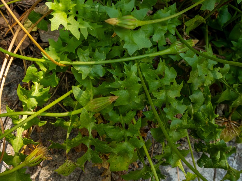 Hyoseris radiata  2025-05-14 1-6