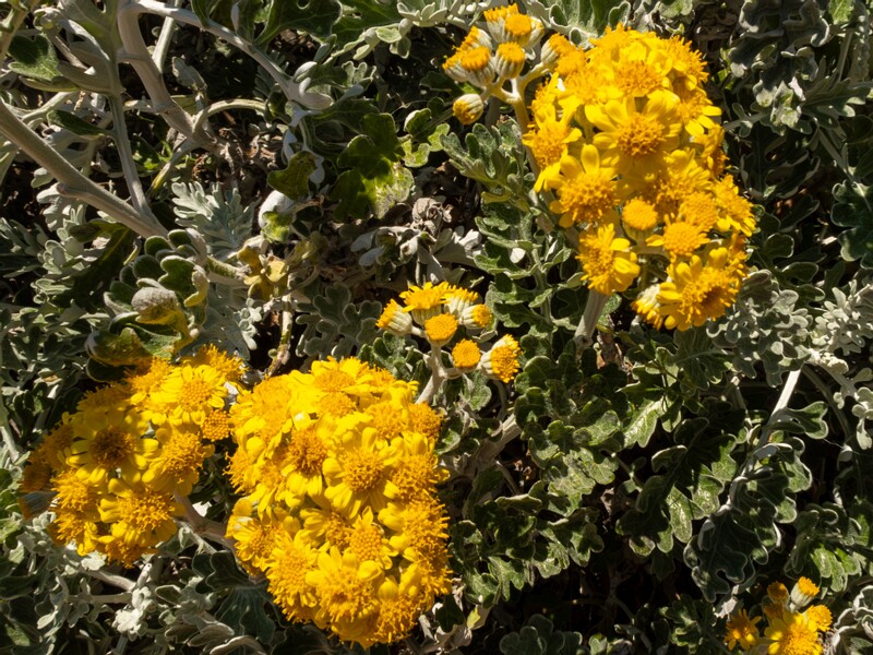 Jacobaea maritima  2025-05-15 1-2
