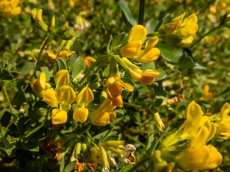 Lotus cytisoides  2025-05-13 1-8