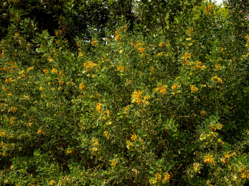 Medicago arborea  2025-05-11 1-1