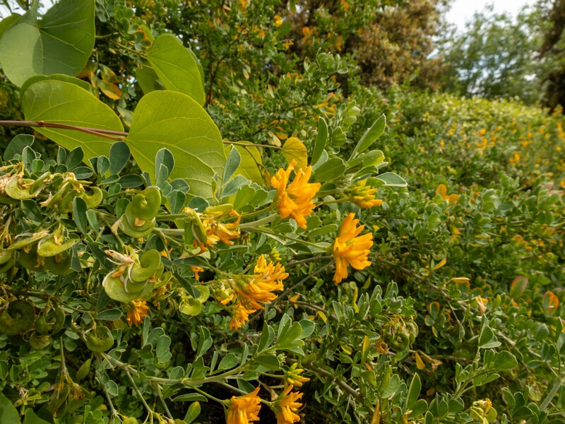 Medicago arborea  2025-05-11 1-3